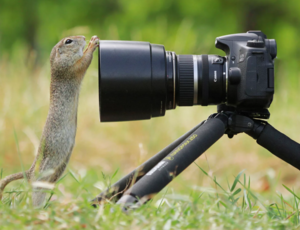 Fotoohota 4 picture hight